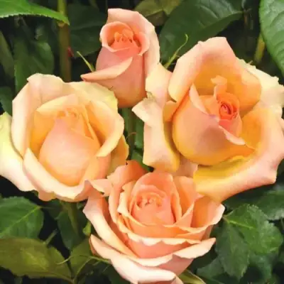 Роза ВЕРСИЛИЯ чайно-гибридная в Гомеле