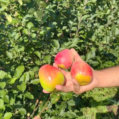 Яблоня КАНДИЛЬ БАГРЯНЫЙ в Гомеле