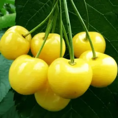 Черешня ПОДСНЕЖНИК в Гомеле