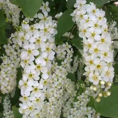 Черемуха САМОПЛОДНАЯ в Гомеле