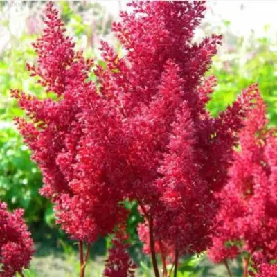 Астильба СКАЙСКРЕЙПЕР китайская в Гомеле