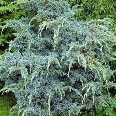 Можжевельник БЛЮ АЛЬПС китайский  в Гомеле