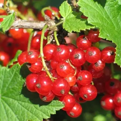 Смородина красная РАЧКОВСКАЯ в Гомеле