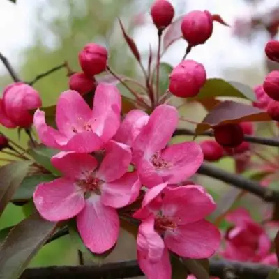 Яблоня РУДОЛЬФ декоративная  в Гомеле