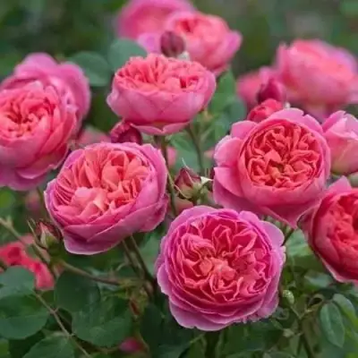 Роза БЕНДЖАМИН БРИТТЕН шраб в Гомеле