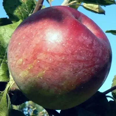 Яблоня АЛЕСЯ в Гомеле