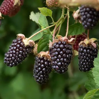 Ежемалина БОЙСЕНБЕРРИ в Гомеле