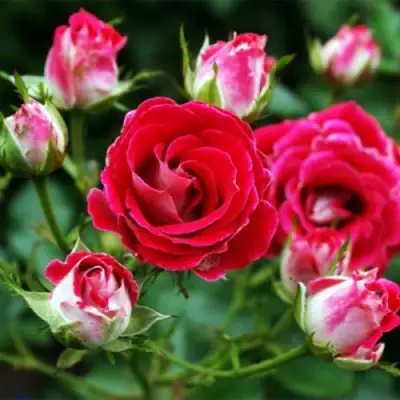 Роза ШОНЕ КОБЛЕНЦЕРИН флорибунда в Гомеле