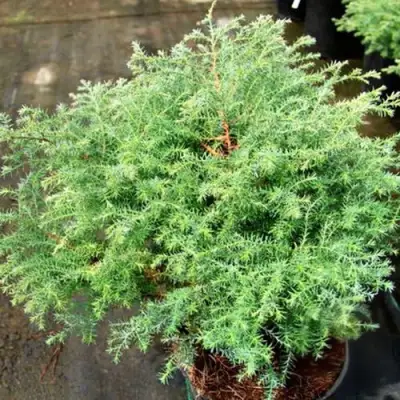 Кипарисовик СКВАРРОЗА горохоплодный в Гомеле