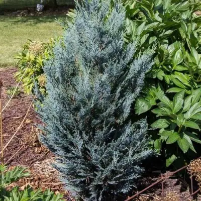 Кипарисовик ДАРТС БЛЮ РИББОН лавсона в Гомеле