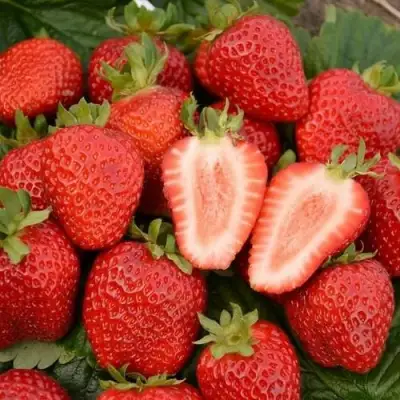 Клубника ФЛОРЕНС в Гомеле