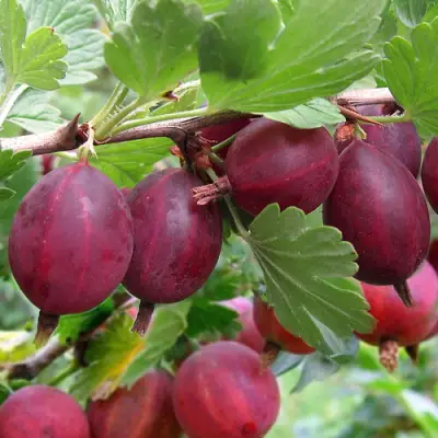 Крыжовник ХИННОМАКИ РОТ в Гомеле