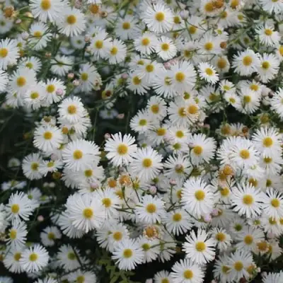 Болтония СНОУБЭНК в Гомеле