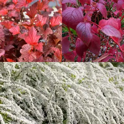 Комплект ЖИВАЯ ИЗГОРОДЬ в Гомеле