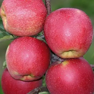 Яблоня ЧЕМПИОН в Гомеле