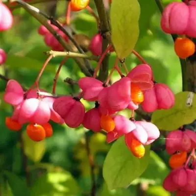 Бересклет ЕВРОПЕЙСКИЙ в Гомеле