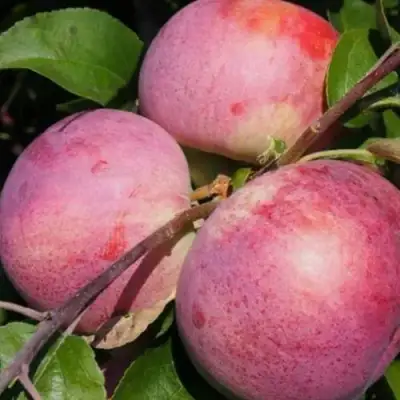 Яблоня БЕЛОРУССКОЕ МАЛИНОВОЕ в Гомеле