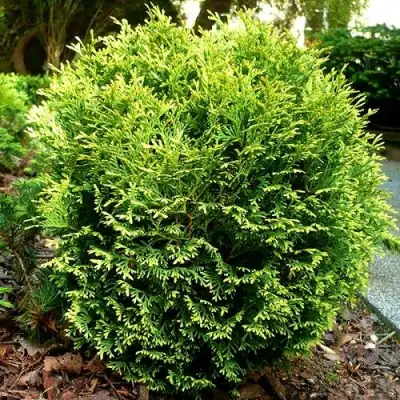 Туя ВОТЕРФИЛД западная в Гомеле