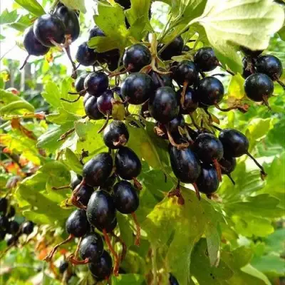 Смородина золотистая ОВАЛЬНАЯ в Гомеле