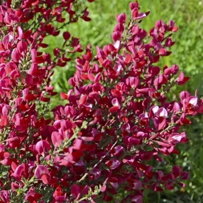 Ракитник БОСКОП РУБИ  в Гомеле