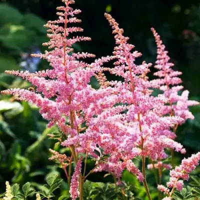 Астильба ЭДЕНС ОДИССЕЙ Арендса в Гомеле