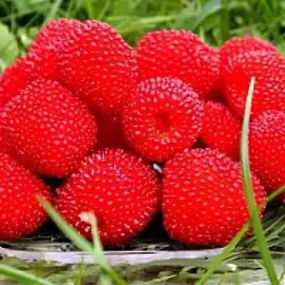 Малина ТИБЕТСКАЯ (РОЗОЛИСТНАЯ) в Гомеле