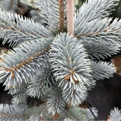 Ель РОЯЛ БЛЮ колючая  в Гомеле