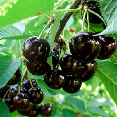 Черешня МУСКАТНАЯ в Гомеле