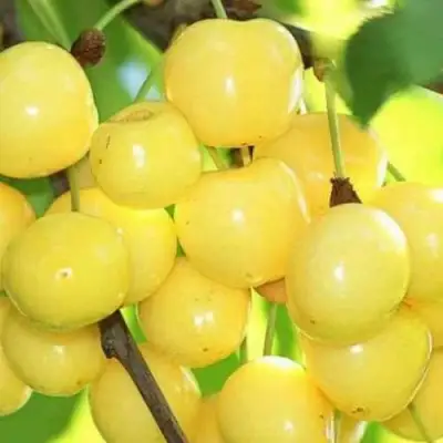 Черешня РОССОШАНСКАЯ ЗОЛОТАЯ в Гомеле