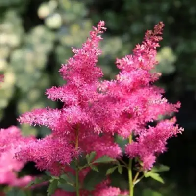 Астильба САННИ ДЕЙ гибридная в Гомеле