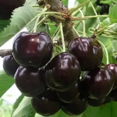 Вишня РОССОШАНСКАЯ ЧЕРНАЯ в Гомеле