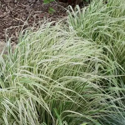 Вейник ОВЕРДАМ остроцветковый в Гомеле