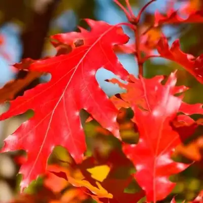 Дуб красный в Гомеле