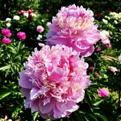 Пион ЛАВОН травянистый в Гомеле