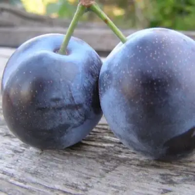 Слива БЛЮФРИ в Гомеле