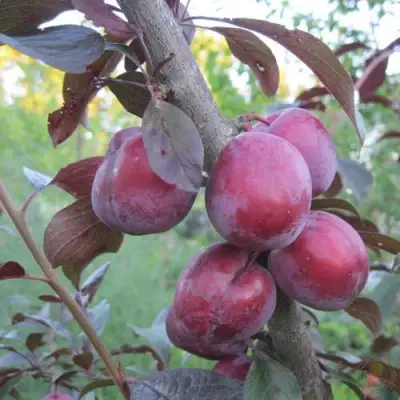 Слива ЛАМА в Гомеле