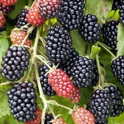 Ежевика НАВАХО бесшипная  в Гомеле