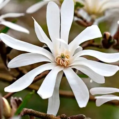 Магнолия СТЕЛЛАТА в Гомеле