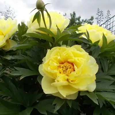 Пион БАРЦЕЛЛА (БАРТЗЕЛЛА) ито-гибрид в Гомеле