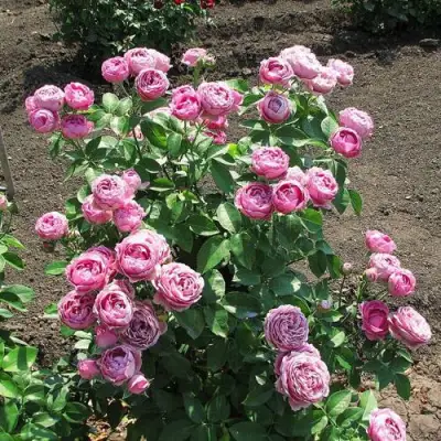 Роза МИСТИ БАБЛС спрей в Гомеле