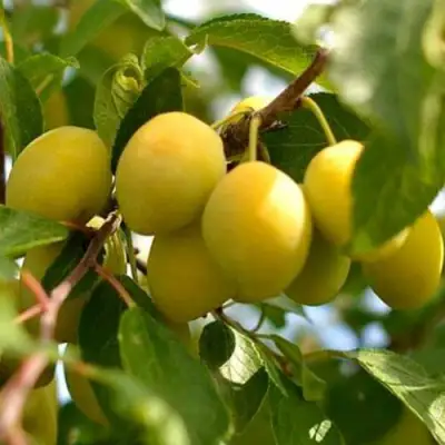 Слива ОЧАКОВСКАЯ ЖЕЛТАЯ в Гомеле