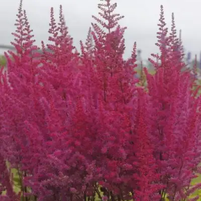 Астильба МАЙТИ ЧОКОЛАТ ЧЕРРИ китайская в Гомеле