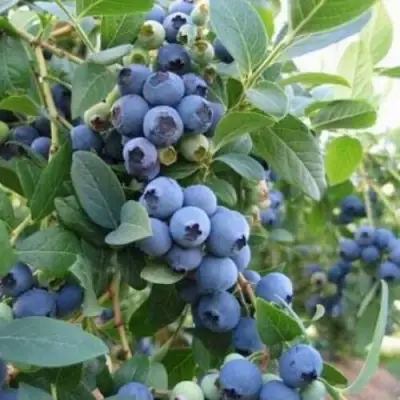 Голубика ЭЛЛИОТ в Гомеле