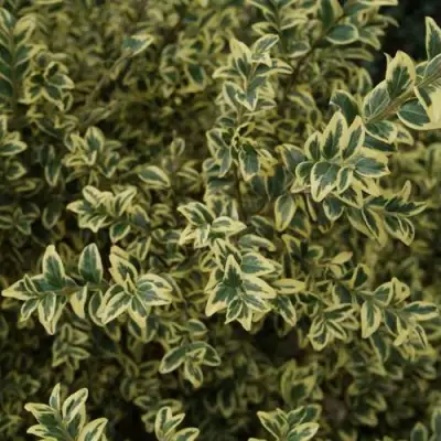 Самшит АУРЕАВАРИЕГАТА в Гомеле