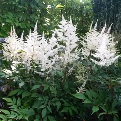 Астильба БРАУТШЛЕЙЕР Арендса в Гомеле