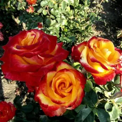 Роза ХАЙ МЭДЖИК чайно-гибридная в Гомеле