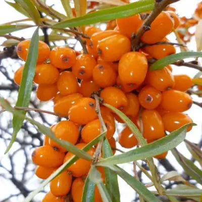 Облепиха КОСТЕР в Гомеле