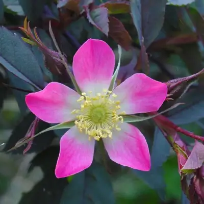 Роза сизая в Гомеле