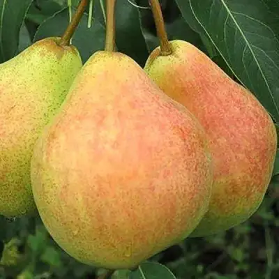 Груша ЛЮБИМИЦА ЯКОВЛЕВА в Гомеле