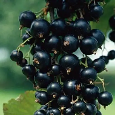 Смородина чёрная ВЕЛОЙ (ЛЕНИНГРАДСКАЯ СЛАДКАЯ) в Гомеле